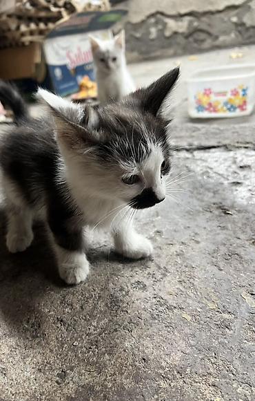 Животные: Котята, помёт из четырёх малышей. Описание: - Окрас: белый — 1