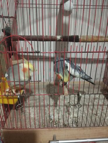 Qəfəslər: Məhsul: Qəfəsdə cüt nimfa (Cockatiel) tutuquşuları və komplekt