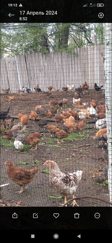Үй жаныбарлары: Продаются цыплята возраст три месяца цена 350 сом
