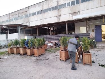 Bitkilər üçün dibçəklər: 🇦🇿Bakı şəhəri üzrə zəmanətli Taxta dipçəklərin topdan və pərakəndə — 4