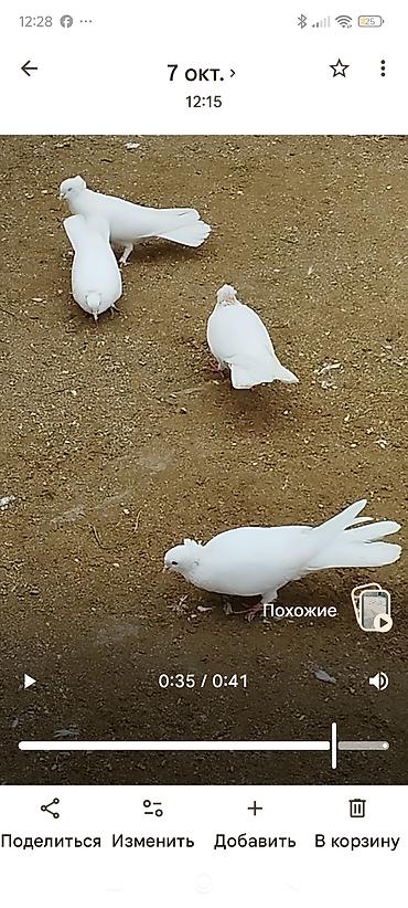 göyerçin yuvasi: Ağ rəngli dekorativ göyərçinlər - Tam ağ lələklər, zərif uzun quyruq — 1