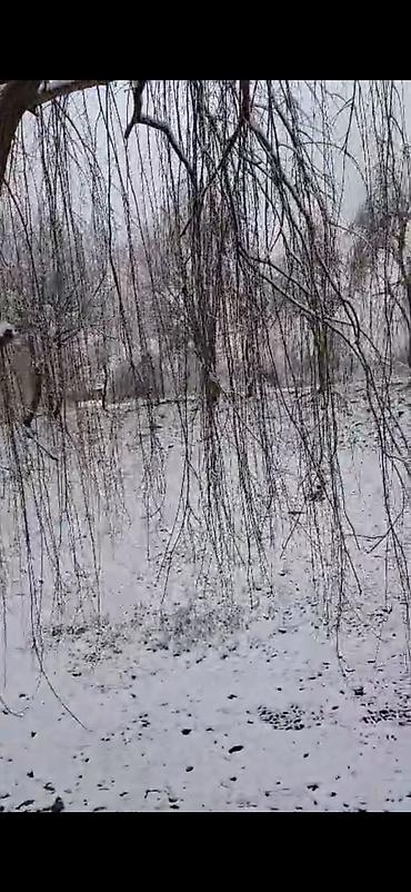 Bağ evlərinin satışı: Qəbələ, 16000 kv. m, 3 otaqlı, Hovuzsuz, İnternet — 6