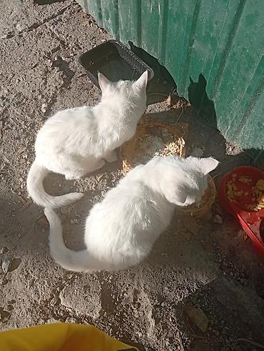 шотландский кот: Очаровательные белые котята с янтарными глазами. На фото двое — 1