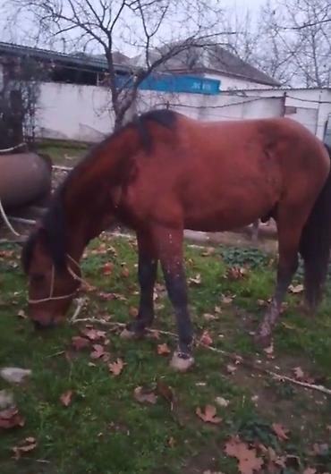 Atlar: Qəhvəyi rəngli at - Cins: yerli tip, qara yalı və quyruğu - Rəng — 1