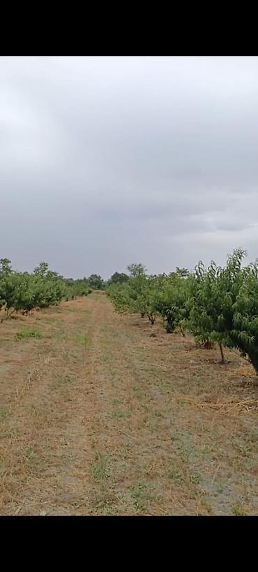 səkidə torpaq: - Çıxarışı var. Kənd təsərrüfatı təyinatlı torpaqdır. - 1.27 hektar — 1
