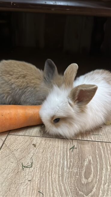 корм для форели купить: 🥰 осталось три малыша, серый, пятнистый и коричневый🥰 возраст 17