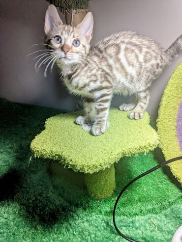 Продажа кошек: Бенгальская, 2 месяца, Мальчик, С документами, Приучена к лотку, Проглистована — 13