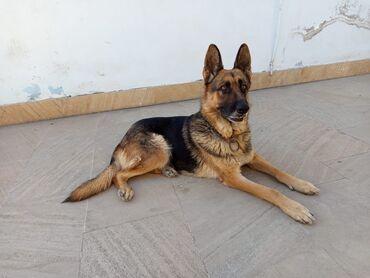 в добрые руки собаку: Alman çoban iti, 2 ay, Dişi, Ödənişli çatdırılma