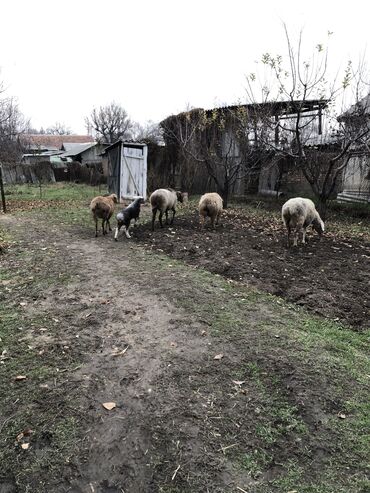 Бараны, овцы: Продаю | Овца (самка), Ягненок, Баран (самец) | Полукровка | На забой, Для разведения | Племенные, Осеменитель