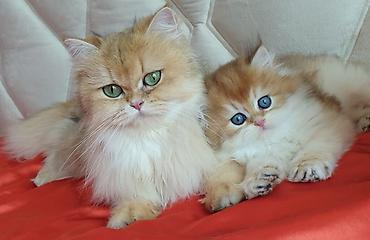 Кошки: Шотландская длинношерстная — 2
