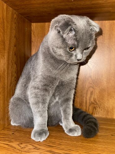 angora pişik: Şotland, Erkək, Yaxşı əllərə, Ödənişli çatdırılma