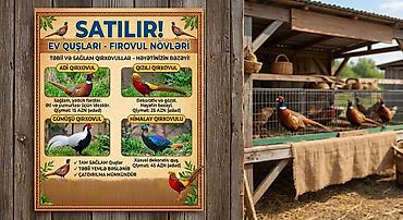 itlerin ucuz qiymete satisi: Dekorativ quşlar və Qırqovulların qiyməti razılaşma ilə. Tel — 1