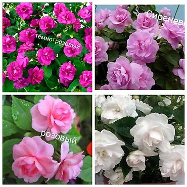 Другие комнатные растения: В продаже детки представленных растений детки каланхоэ по 150 с,детки — 12