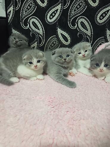 tap.az pişiklər: Şotland, Erkək, Dişi, Yaxşı əllərə, Ünvandan götürmə — 3