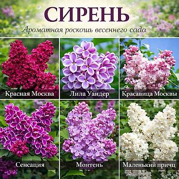 Другие садовые цветы и кустарники: Https://t.me/blooming_garden_kg Редкие и эффектные декоративные — 33