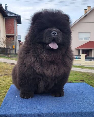 Psi: Štenci Čau Čau Chow Chow stari četiri meseca dostupni za prodaju — 3