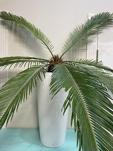 декор для сада бишкек: Саговник (Cycas revoluta) - Эффектное вечнозелёное растение с — 2