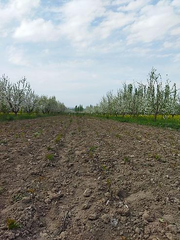 Фрукты и ягоды: Саженцы черешни - Питомник. Ряды молодых саженцев черешни открытого — 13