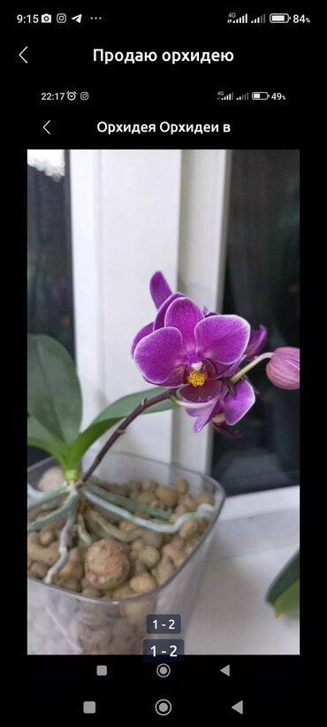 цветы орхидеи: Семена и саженцы Самовывоз