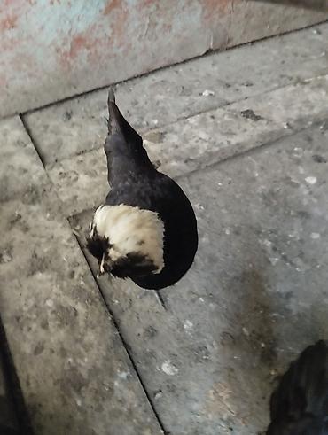 Toyuqlar: Toyuq, Damazlıq, Ünvandan götürmə, Ödənişli çatdırılma — 21