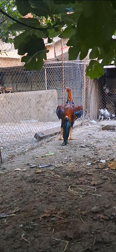 tovuz qusu satilir: Heyratı beçə satılır daş pipik çolpadı 6 aylıqdı hüddür viddi çolpadı — 3