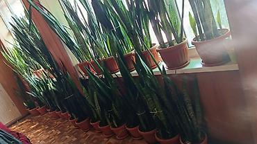 тещя: Сансевиерия (Sansevieria, «тещин язык», «щучий хвост») в горшках - — 2