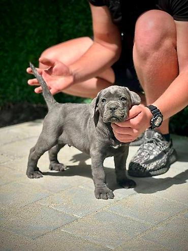 Psi: Cane Corso štenci Štenci Kane Korso stari 2 meseca na prodaju. U — 4