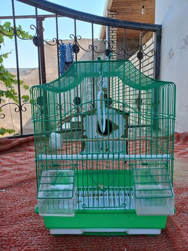 mallar: Papuqay yuvası satlır arxasndakı evle birlikde 40 arxasndakını