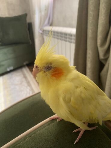 Tutuquşları: Növ: Korella papuqayı (cockatiel), sarı rəng 6 aylıgdır Erkek cinsidir — 16