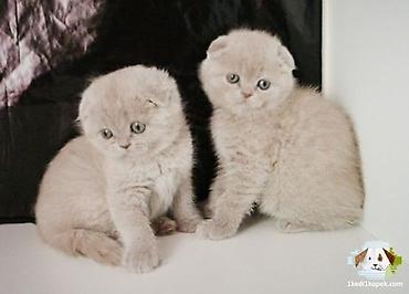 Кошки: Шотландская вислоухая — 2