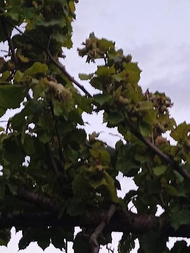 Ağaclar: Fındıq bağı – məhsuldar, baxımlı sahə - Mədəni fındıq kolları — 12