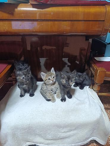 black cat: Котята. Ищем котятам надёжный,любящий дом. Детки нашей кошки😊. Им 2 — 4