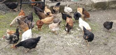 bildircin yumurtasi: Toyuq, Yumurtalıq