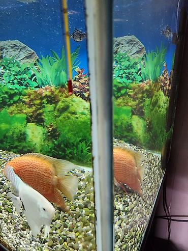 akvarium matoru: Dördbucaq akvarium, Balıqlarla birlikdə, 300 l, Ünvandan götürmə — 2
