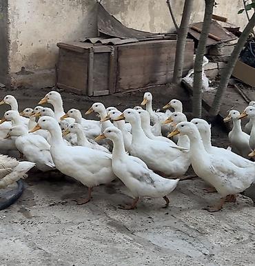 maral sekli: Ağ ördək sürüsü – ət və yumurta istehsalı üçün - Cins: Ağ pekin tipli — 2