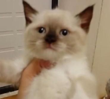 Pişiklər: Britan — 5