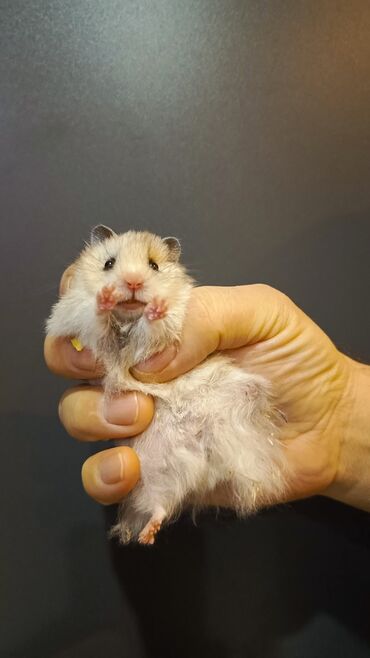 Gəmiricilər: Angora sort xomyaklar mehribandırlar bu sort dişləmir və aqressiv — 6