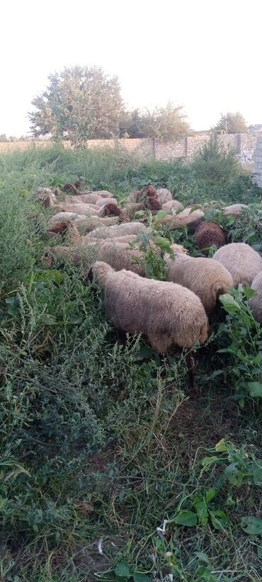 qoyun qırxan maşın: Самка, Qala, лет: 4, Для разведения, Самовывоз