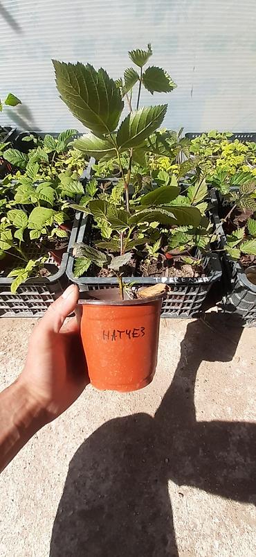 Другие виды семян и саженцев: Натчез Ежевика безшипная Рассада в горшках ЗКС Саженцы в наличии и — 9