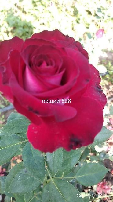 Роза: Саженцы садовых роз (кустарниковые/чайно-гибридные, флорибунда) — — 7