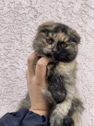 продаю в связи переездом: 3 месяца, Мальчик, Приучена к лотку, Проглистована