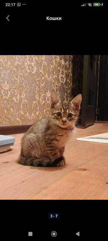 Pişiklər: Tabbi — 3