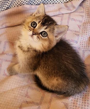 pişik ucuz: Qızıl şinşilla — 10