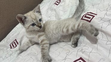 отдам в добрые руки животных: Отдам в хорошие руки, мальчик, вчера ночью нашел в нижнем Джале бегал