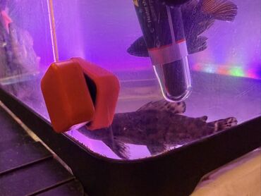 Akvariumlar: LED işıqlı akvarium seti - Şəffaf plastik gövdəli, qapaqlı akvarium - — 6