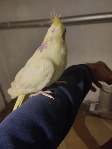 Tutuquşları: Növ: Nimfa tutuquşu (cockatiel), açıq sarı rəng, yanaqlarda narıncı — 3