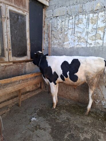 Inəklər, öküzlər: Süd inəyi – qara-ağ rəngli, iri cüssəli, buynuzlu. Şəkillərdə -da lalafo.az — 13 Inəklər, öküzlər: Süd inəyi – qara-ağ rəngli, iri cüssəli, buynuzlu. Şəkillərdə — 13