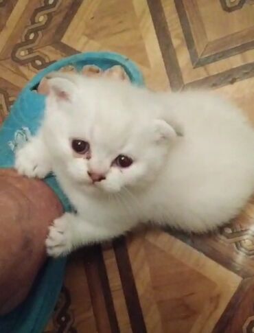 Şinşilla, Dişi, Ünvandan götürmə
