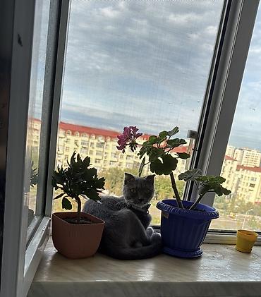 pişik adı: Şotland yastı qulaq, Dişi, Yaxşı əllərə, Ödənişli çatdırılma — 3