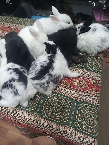 Dovşanlar: 1-ci şəkildəki yarı karlik Dovşanlar 15-azn. 3-cü şəkildəki Ag -AgQara — 20